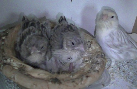 15 dagen met  papa ben 